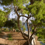 Koroni: Eleistria Park 360°-Panorama - Small