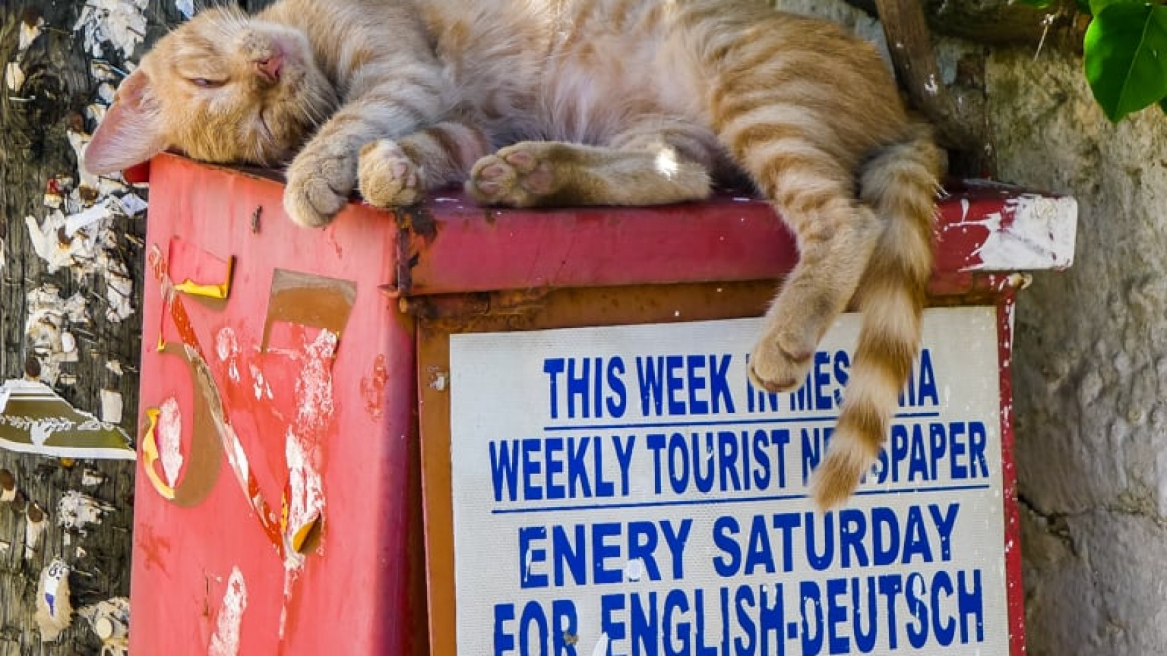 Only Good News, I Can Sleep Well - Cat Sleeping at Newspaper Box - Living Koroni