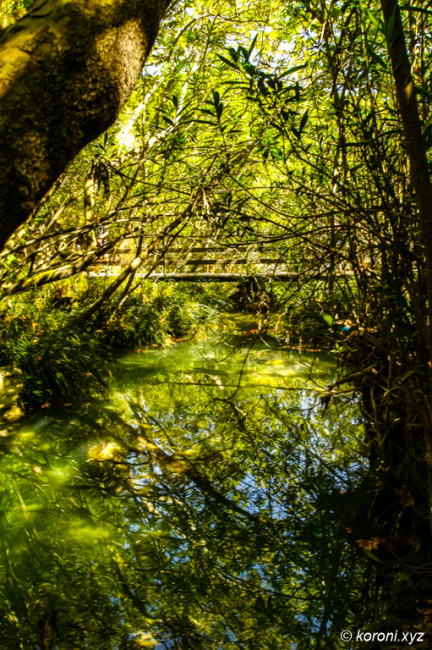 Polylimnio - flowers at small bridge