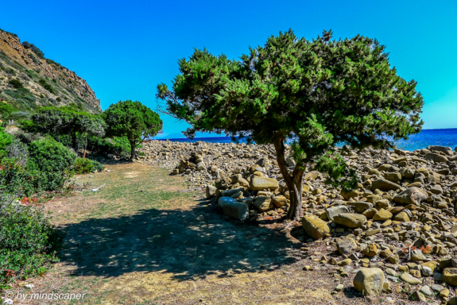 Trees at Selitsa Beach - Koroni