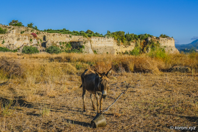Donkey - Kalimera from Kastro