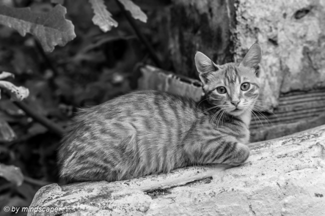 Koroni Cat