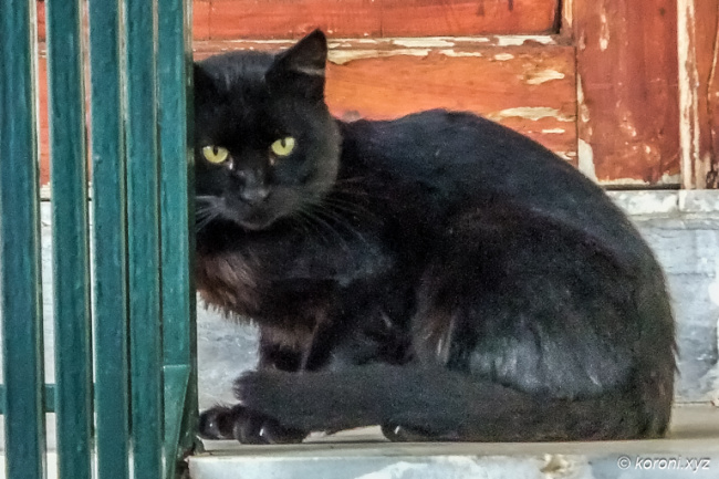 Black Greek Cat