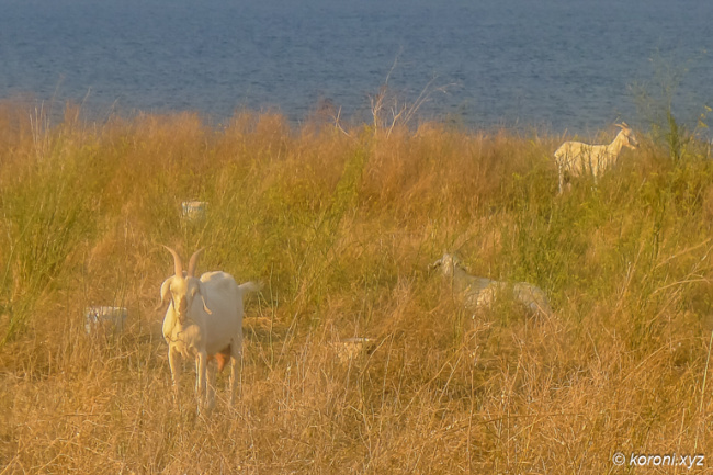Koroni Goats